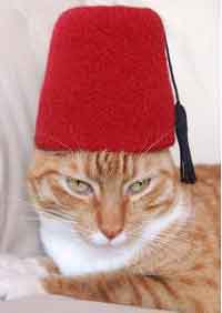 Fez Cat Hat