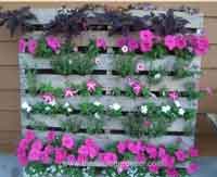 Inspiring Pallet Gardening Ideas