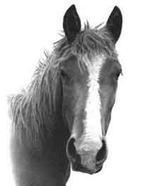 Draw a Realistic Horse