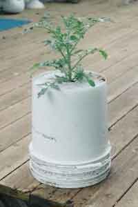 5 Gallon Bucket Upside Down Tomato Planter
