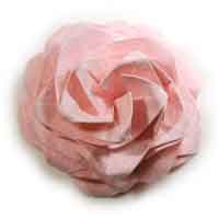 A Miura-ken Beauty Rose